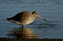 Black-tailed godwit